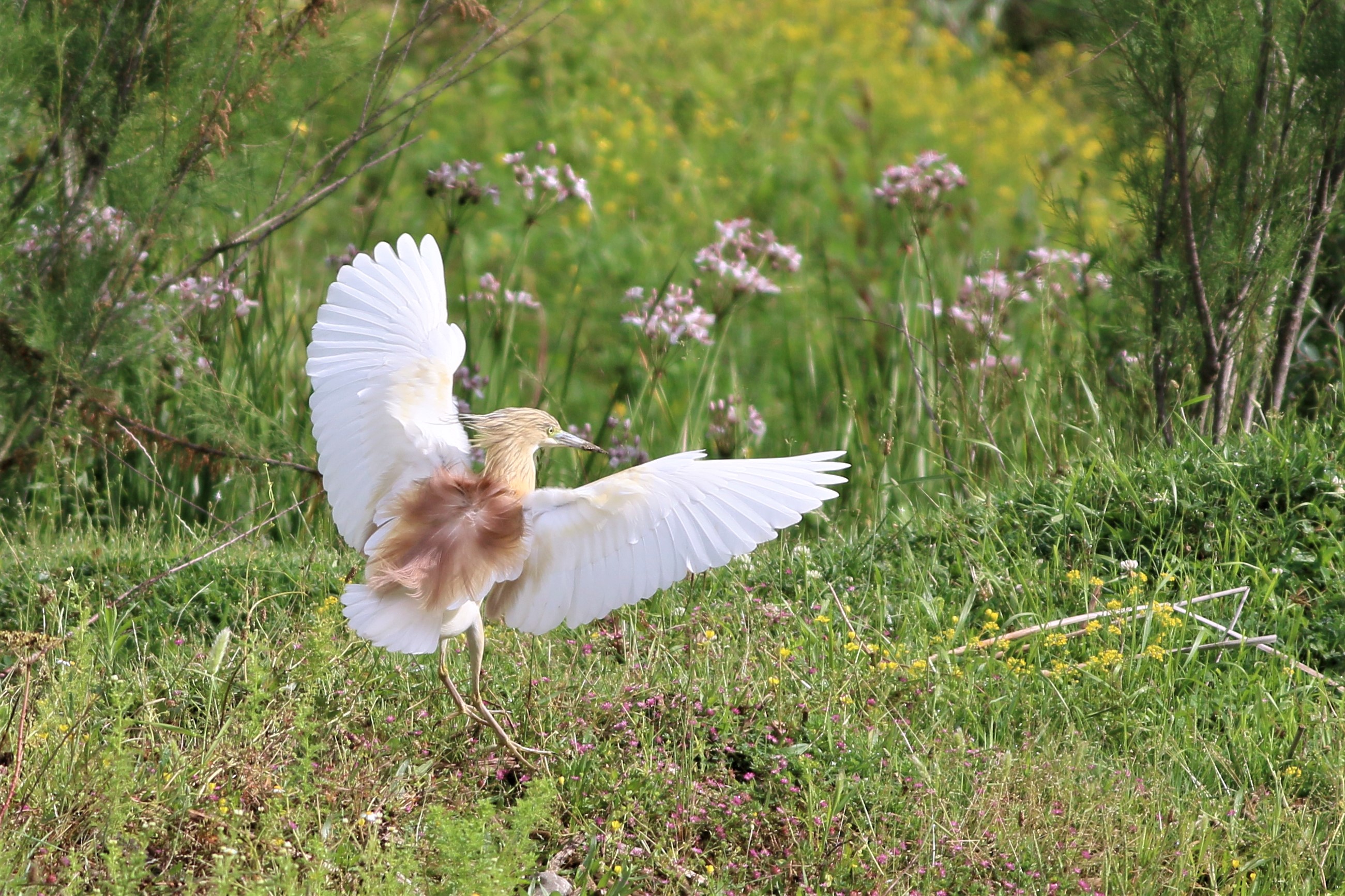 Squacco Heron